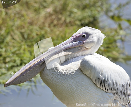 Image of White Pelican