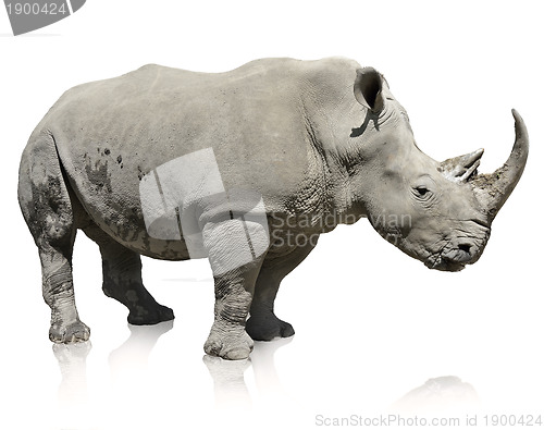 Image of Rhinoceros