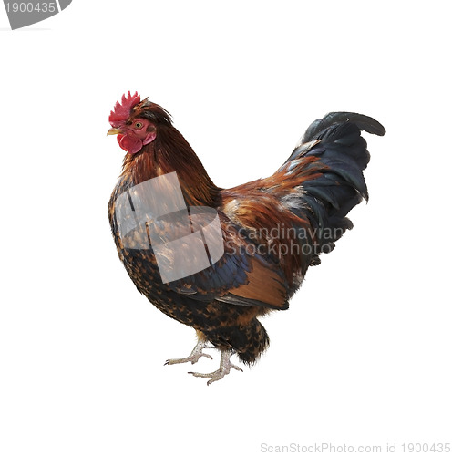 Image of Rooster