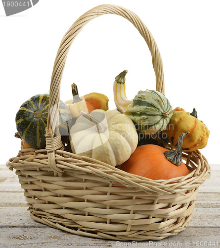 Image of Mini Pumpkins