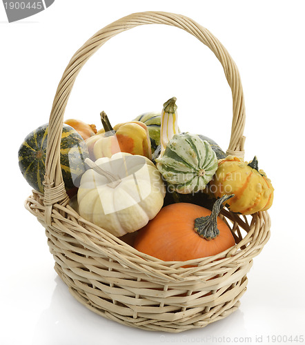 Image of Mini Pumpkins