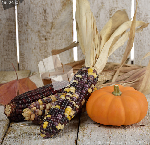 Image of Indian Corn And Pumpkin