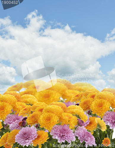 Image of Mums Flowers