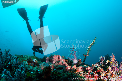 Image of Scuba diver