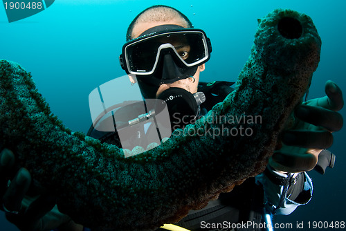 Image of Scuba diver holding sea cucumber