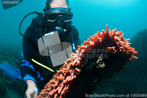 Image of Scuba diver holding sea cucumber