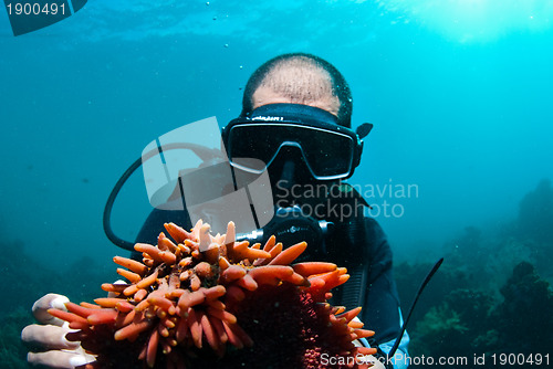 Image of Scuba diver holding sea cucumber