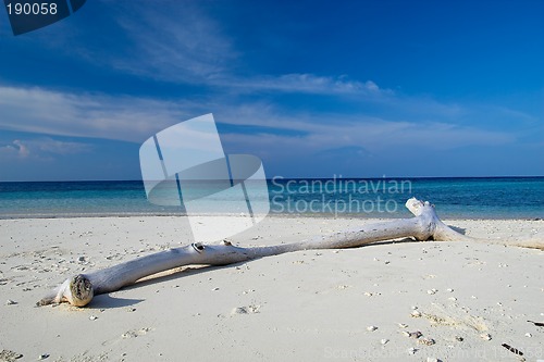 Image of Tropical beach