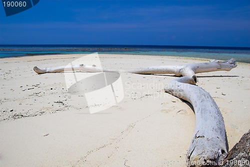 Image of Tropical beach