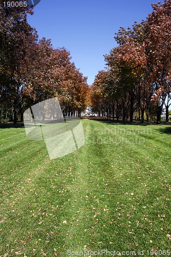 Image of Trees in a Park