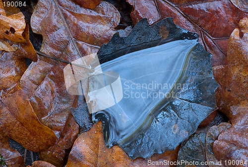 Image of A puddle on a leaf.