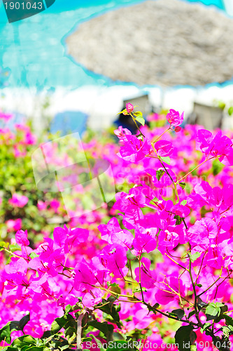 Image of romantic balcony with flowers and pool view