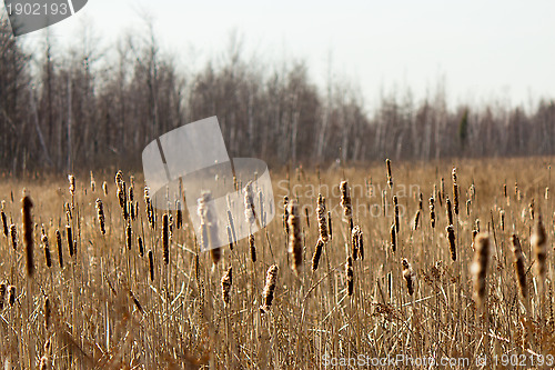 Image of Bulrush plants in a marsh