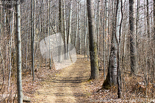 Image of Nature trail in the park