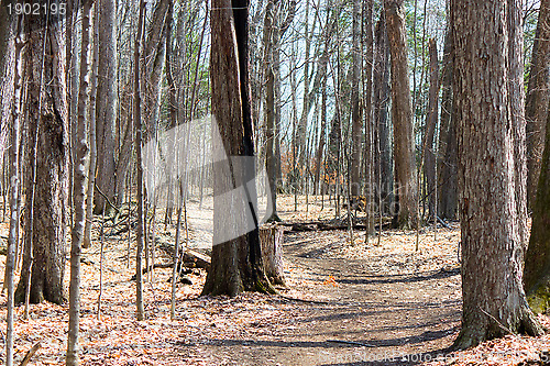 Image of Nature trail in the park