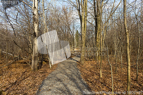 Image of Nature trail in the park