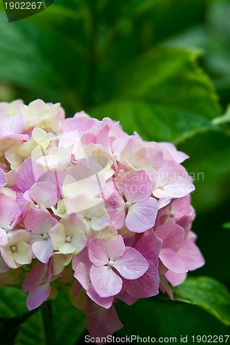 Image of hydrangea flower