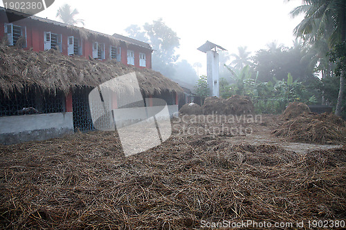 Image of Morning after slugging rice straw is dried