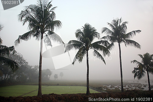 Image of Sundarbans: Dawn in the jungles