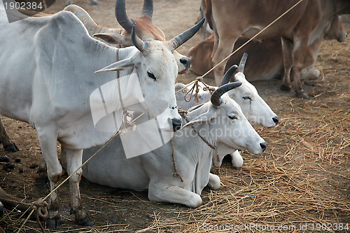 Image of A group of cows grazing in a field