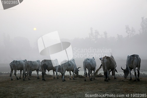 Image of Misty morning in the Bengal countryside Kumrokhali