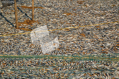 Image of Fish Drying on the Ground