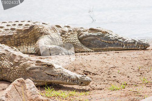 Image of Kenian crocodiles