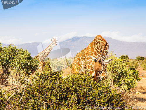 Image of Free Giraffe in Kenya