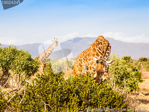 Image of Free Giraffe in Kenya