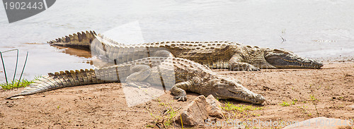 Image of Kenian crocodiles