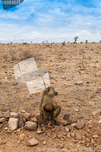 Image of Baboon in Kenya