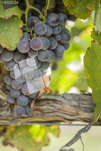 Image of Lush, Ripe Wine Grapes on the Vine