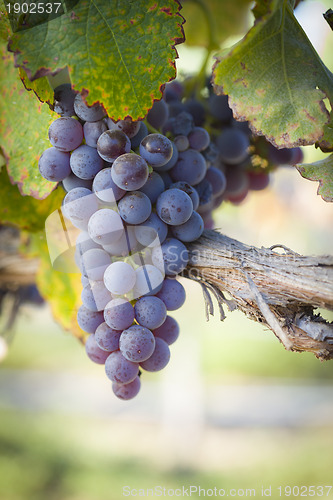 Image of Lush, Ripe Wine Grapes on the Vine