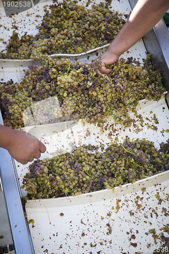 Image of Workers Processing White Wine Grapes at a Vineyard