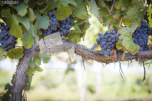 Image of Lush, Ripe Wine Grapes on the Vine