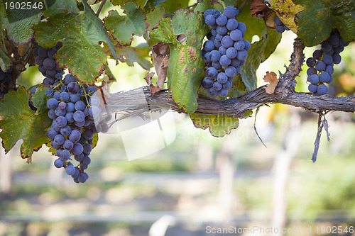 Image of Lush, Ripe Wine Grapes on the Vine