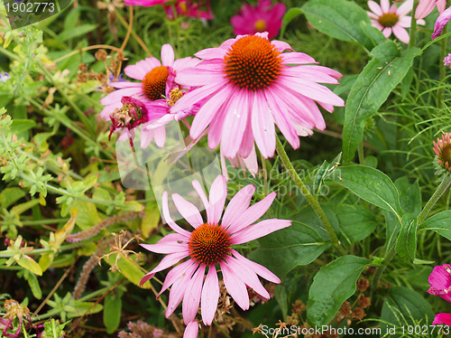 Image of Daisy flower