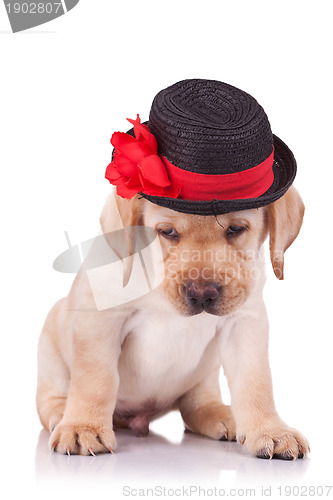 Image of  labrador retriever puppy wearing a hat