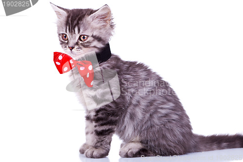 Image of cat wearing red neck bow