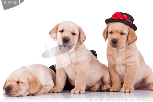 Image of little labrador retriever puppies 