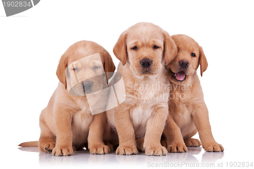 Image of three adorable little labrador retriever