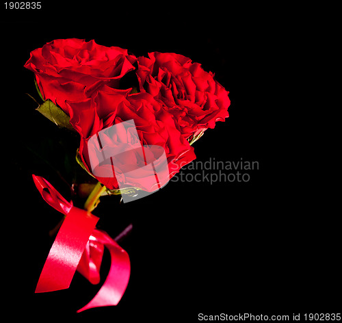 Image of roses on dark background 