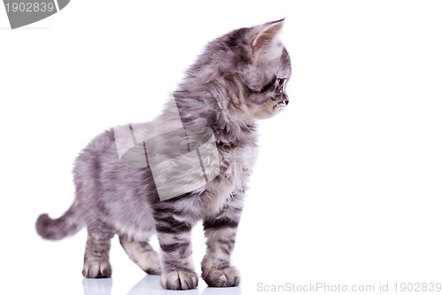 Image of curious silver tabby cat