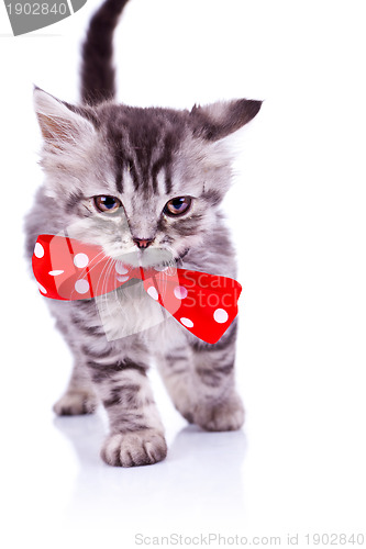 Image of cat walking with a big red neck bow