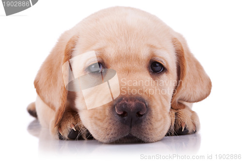 Image of sad little labrador retriever puppy