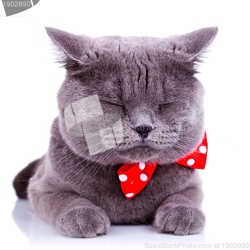 Image of British shorthair grey cat sleeping 