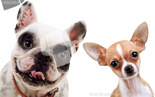 Image of chihuahua and french bull dog