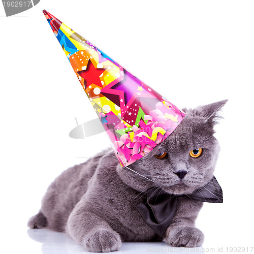 Image of big english party cat 
