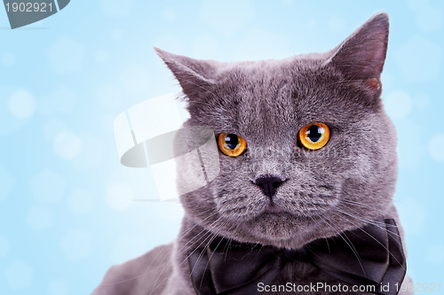 Image of head of a cute big english cat 