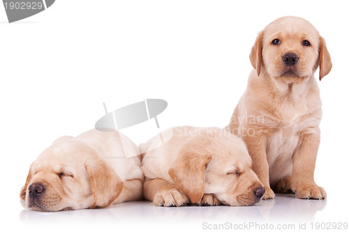 Image of three adorable little labrador retriever puppies